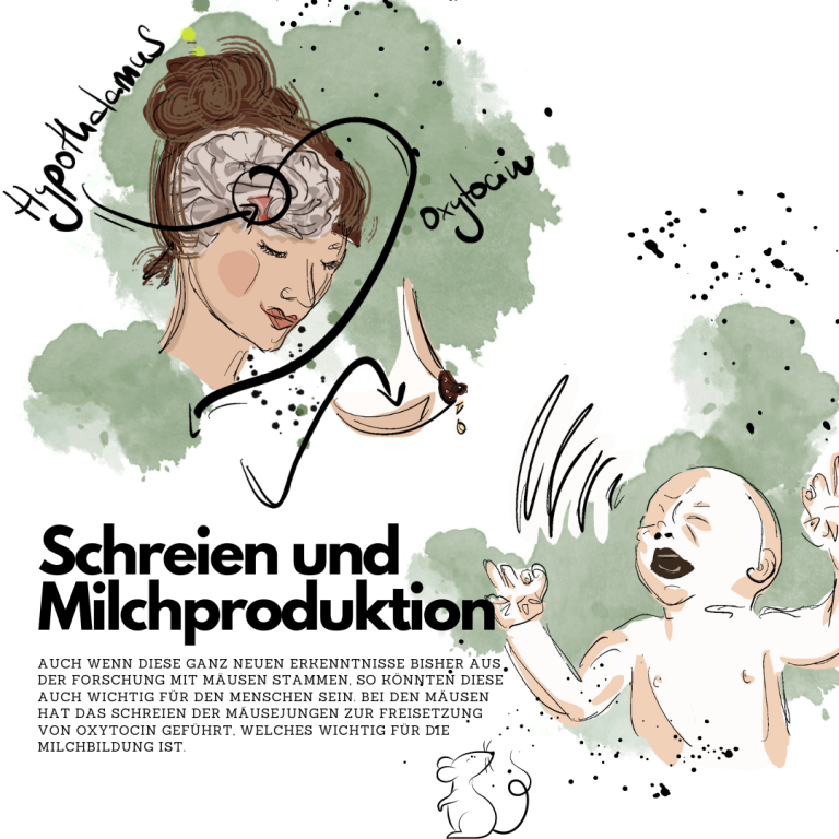 Schreien und Milchproduktion