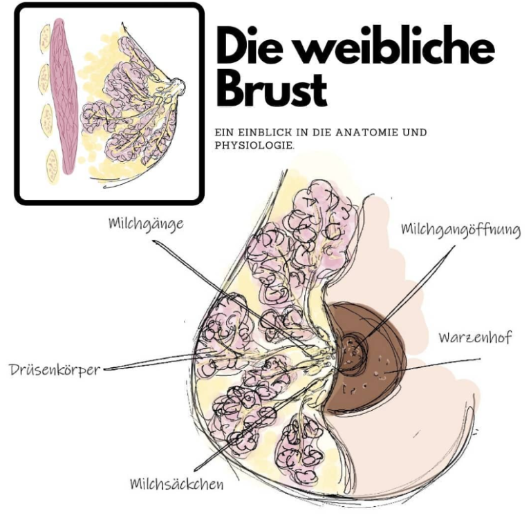 Die weibliche Brust